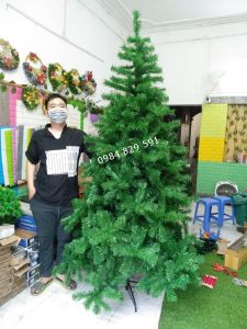 Cây Thông Noel Cao 2.4m, Tán Dày, Rộng